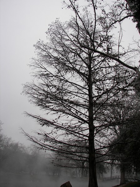 tree skeleton