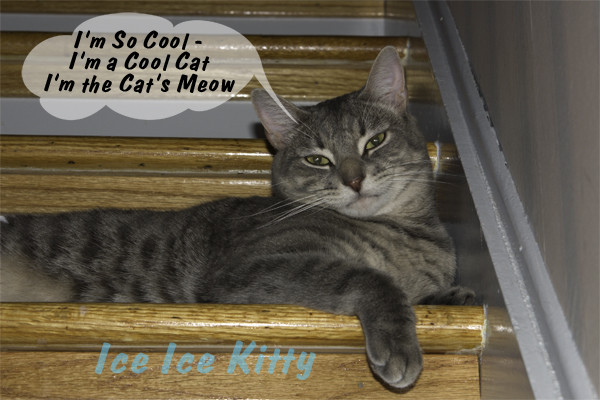 Cool Cat