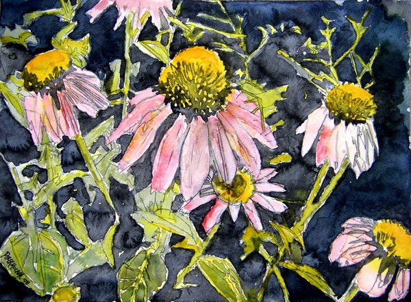 echinacea 2