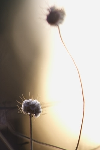 Infinitum IIV
