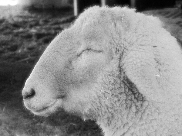 Smiling Sheep