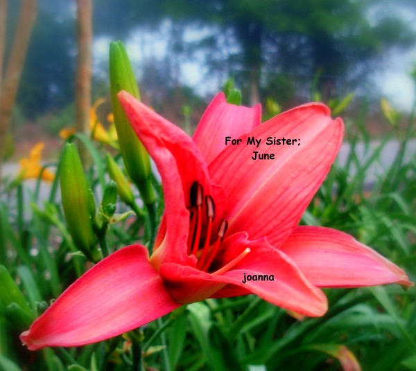 A Lily For June