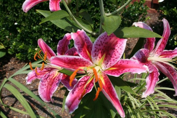 Pink Lilies