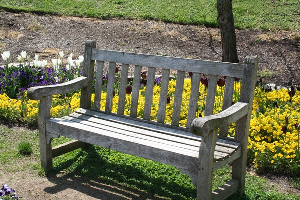Wooden park bench