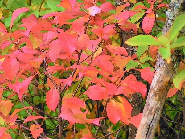 Red Leaves