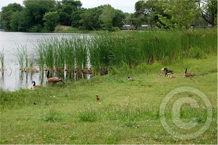 Avian Gathering at the Lake