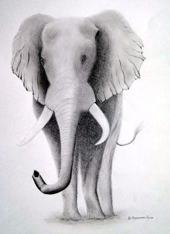 Elephant in grahite