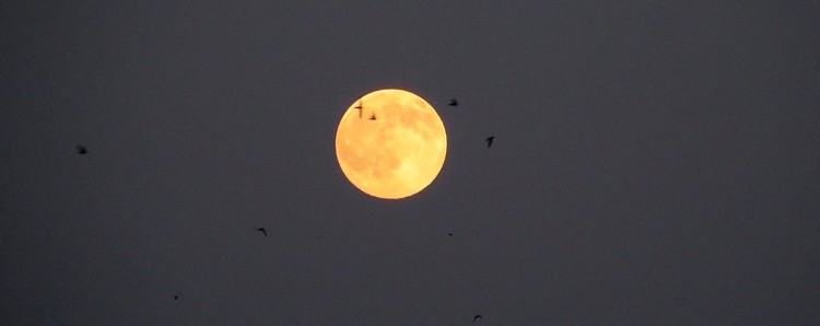 Full moon swallows