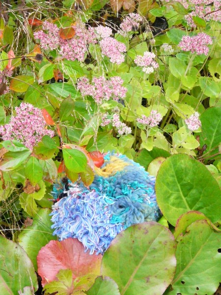 Pom-pom in nature