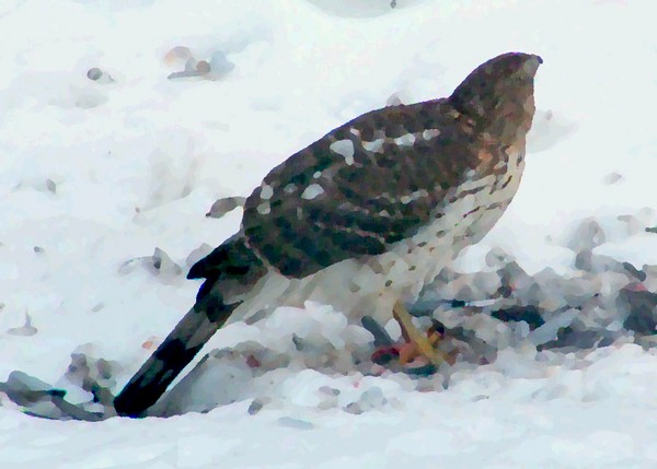 Merlin Falcon