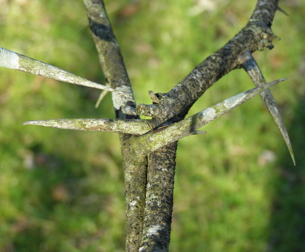 Protective Entanglement