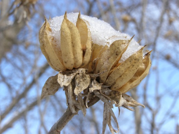 Snow Blossoms