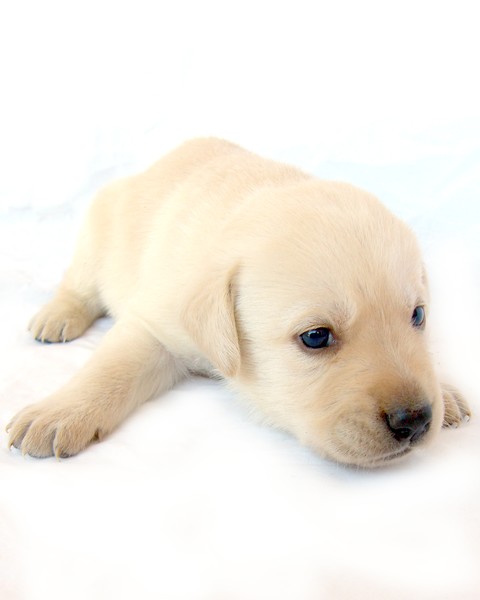 Sleepy Doggy