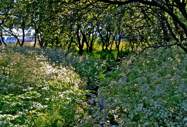  A hidden brook !