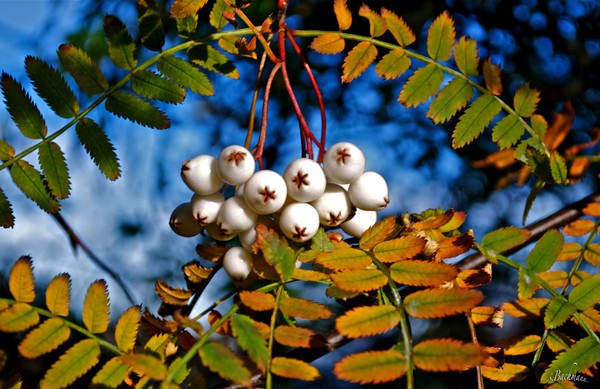  White rowan berries !