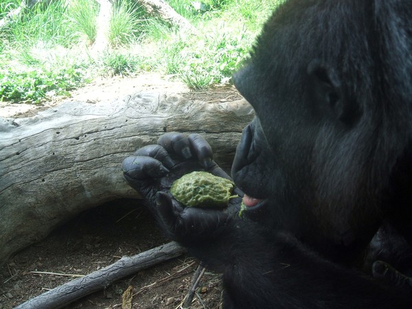 Gorilla Barf...view at your own risk!