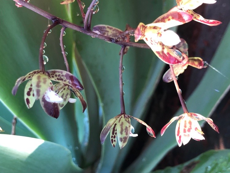 Native Australian Orchid