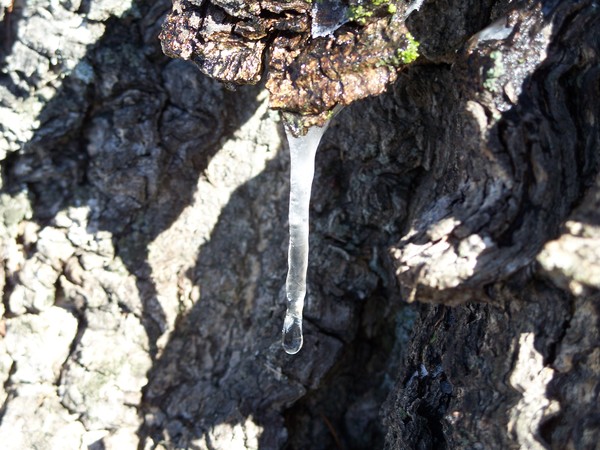 Tiny Icicle