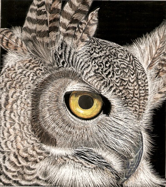 great horned owl in profile