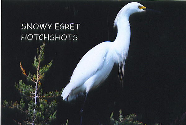 SNOWY EGRET 6