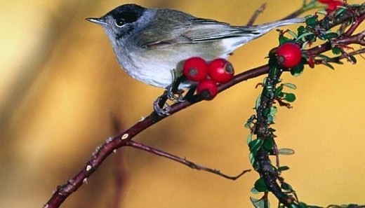 BLACK CAPPED CHICKADEE 