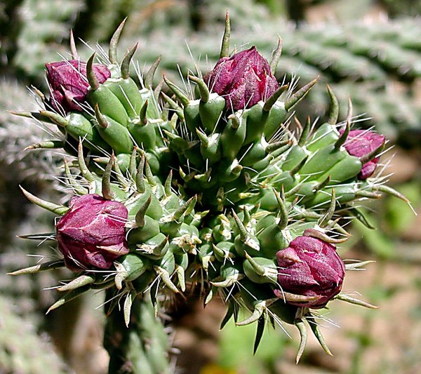 Capitol Park Cacti 2