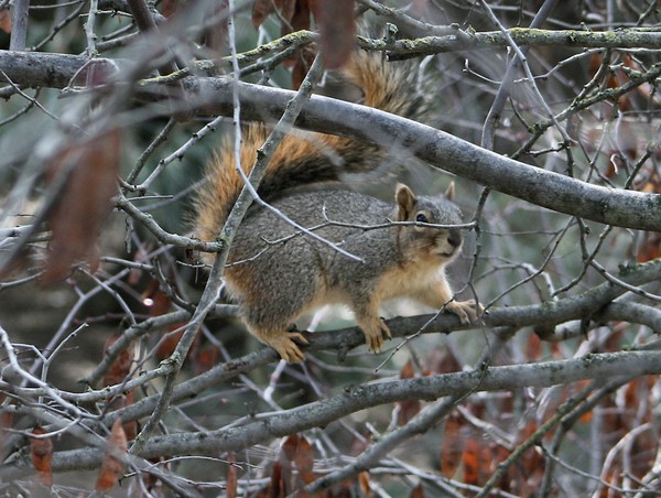 Tree Squirrel 2