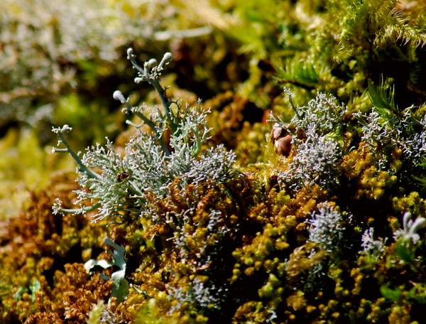 SYMBIOTIC 2