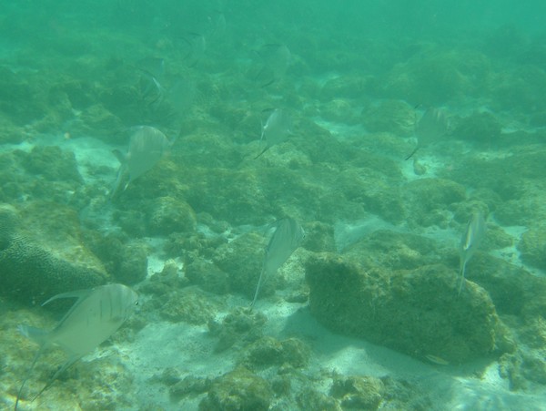 Spadefish