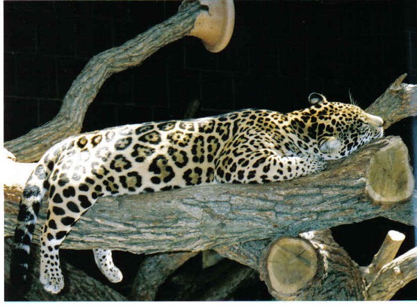 Awesome Spots 