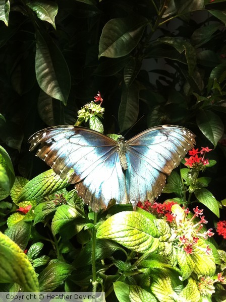 Blue Butterfly