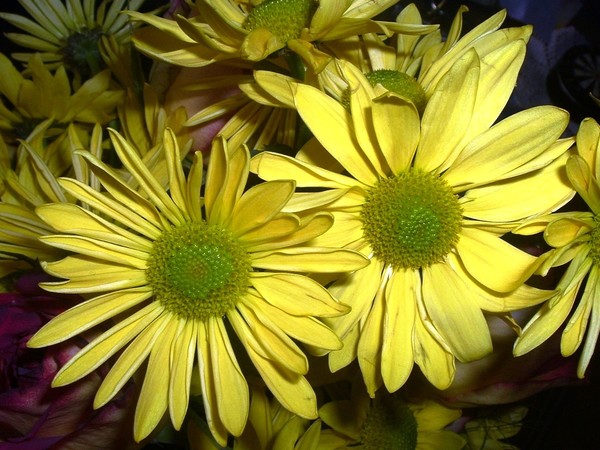 Yellow Daisies