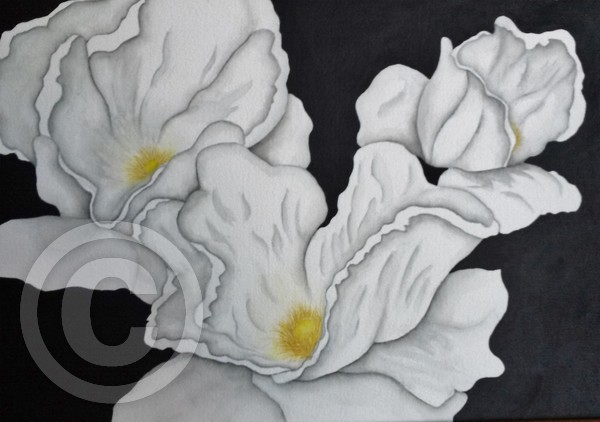 Three Magnolias