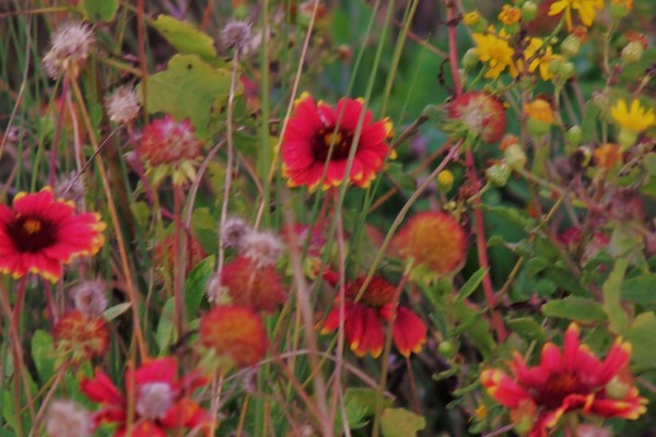 Wildflower beach