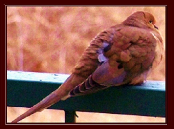 Birdy