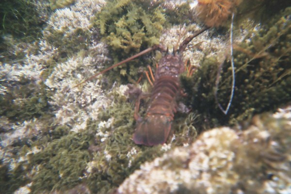 spiny_lobster