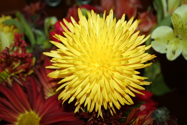 Sunburst