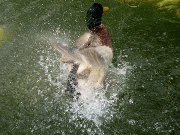 ducks