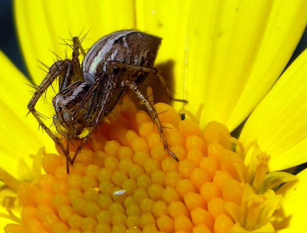 Insy Winsy Spider