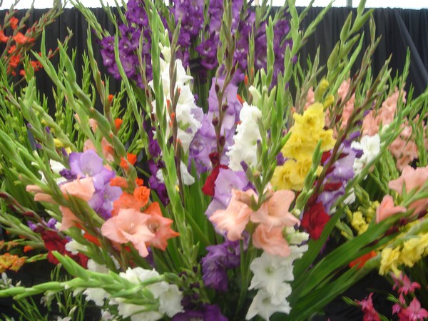 A Fanfare of Gladioli