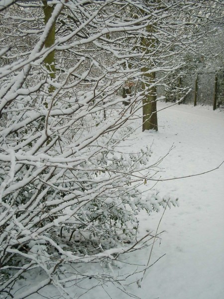 February Snow