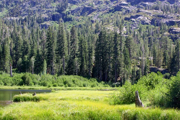 TreeLineFallenLeafLake