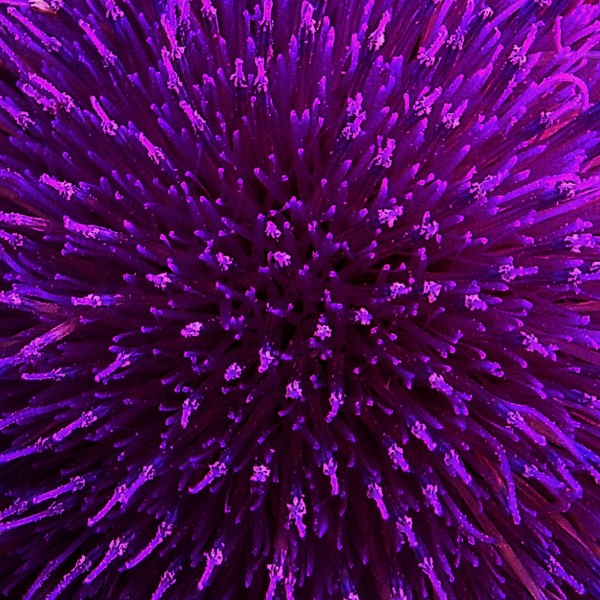 Star-Shaped Blossom