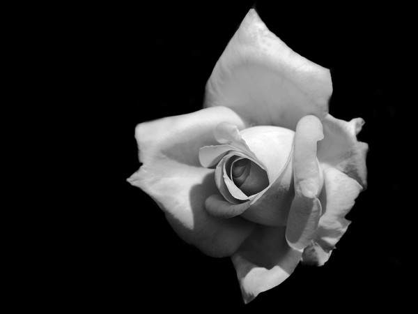Black and White Rose