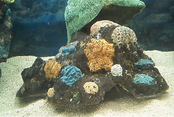 Under the Sea 2