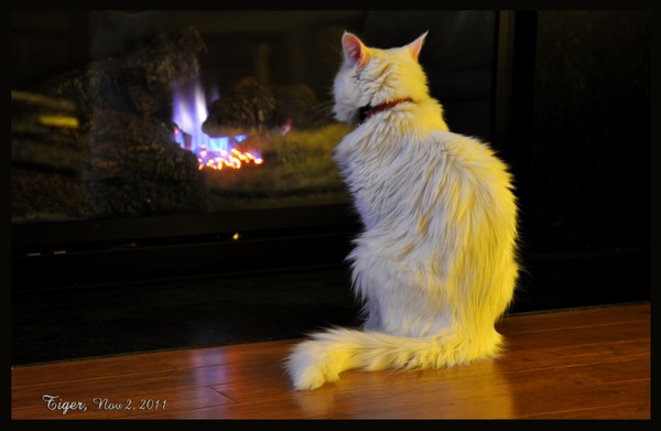 Tiger Part 2 at the fireplace