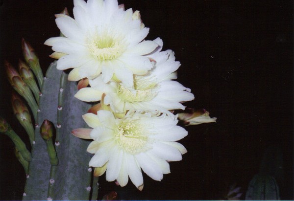 Night Bloom
