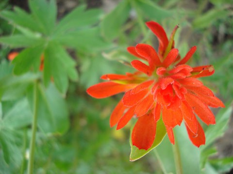 Indian Paint Brush