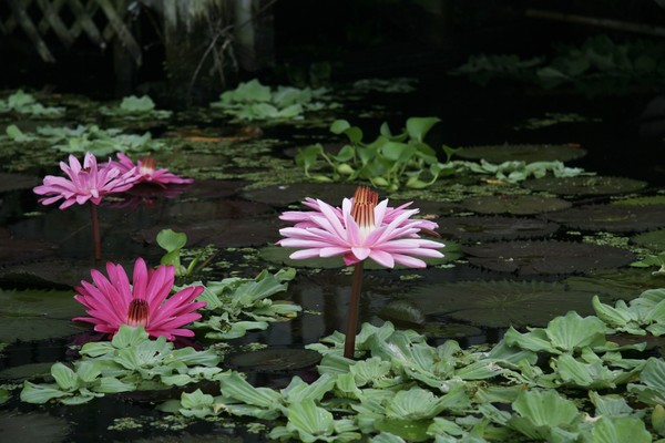 Water Lily Rainbow River FL