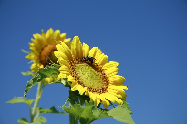 sunflower